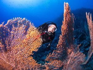 Ein Taucher schwimmt durch einen prächtigen Garten aus großen Gorgonien und Fächerkorallen, die in warmen Orange- und Rottönen leuchten. Die imposanten Weichkorallen ragen wie Bäume aus dem Riff empor und bilden eine spektakuläre Unterwasserlandschaft im tiefblauen Wasser.