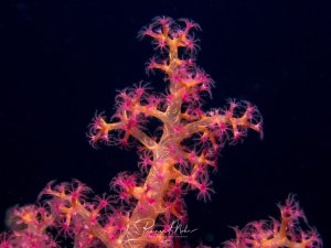 Eine farbenprächtige Weichkoralle zeigt ihre charakteristischen, sternförmigen Polypen in leuchtendem Pink und Orange vor tiefschwarzer Kulisse. Die filigranen, verzweigten Äste der Koralle sind vollständig mit ausgestreckten Polypen bedeckt, die aktiv Nahrung aus dem Wasser filtern.