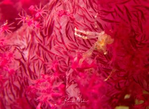 Ein transparenter Geisterkrebs oder Glaskrebs sitzt perfekt getarnt zwischen den rosafarbenen Tentakeln einer Weichkoralle. Die durchsichtige Körperstruktur des Krebses macht ihn nahezu unsichtbar in seinem leuchtend pinken Lebensraum.