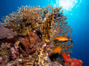 Eine lebendige Korallenriffszene mit verschiedenen Hart- und Weichkorallen, darunter verzweigte Steinkorallen und orange-rote Schwämme. Zwischen den Korallen schwimmen kleine orange-gelbe Riffbarsche, die typisch für tropische Korallenriffe sind.