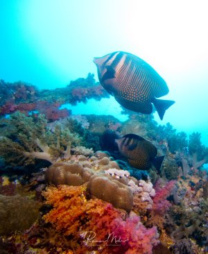 Zwei Doktorfische schwimmen über einem farbenprächtigen Korallenriff. Die Fische zeigen ihre charakteristische blaue Grundfärbung mit feinen Punkt- und Streifenmustern, während das Riff mit orangefarbenen und violetten Weichkorallen sowie Hartkorallen bewachsen ist.
