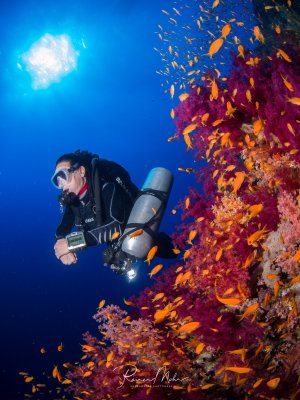 Ein Taucher schwebt im tiefblauen Wasser neben einer farbenprächtigen Riffwand, die von violetten Weichkorallen und einem Schwarm orange-gelber Fahnenbarsche bewohnt wird. Die Szene zeigt das lebendige Treiben an einer tropischen Korallenwand mit der charakteristischen Farbkombination aus den leuchtend orangen Fischen und den violett-roten Korallen.
