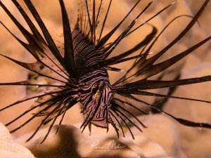 Ein Rotfeuerfisch schwimmt majestätisch über dem Riff und präsentiert seine charakteristischen, fächerförmig ausgebreiteten Brustflossen mit den giftigen Flossenstrahlen. Die rot-weiß gestreifte Musterung und die imposante Flossenhaltung zeigen das typische Imponierverhalten dieses invasiven Raubfisches.