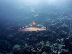 Ein Hammerhaigleitet majestätisch über eine ausgedehnte Korallenlandschaft. Der Hai zeigt die charakteristische stromlinienförmige Gestalt und die typische graue Färbung mit weißlicher Unterseite, während er durch das blaue Wasser über dem vielfältigen Riff schwimmt.