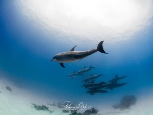 Eine Gruppe von Delfinen schwimmt elegant durch das blaue Wasser über einem sandigen Meeresboden. Ein Delfin ist prominent im Vordergrund zu sehen, während mehrere andere im Hintergrund als Gruppe zusammen schwimmen.