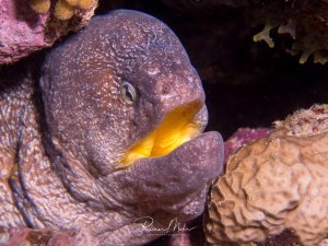 Portrait einer Gelbmaul-Muräne, die aus einer Korallenspalte blickt. Das Maul ist leicht geöffnet, die gelbe Maulinnenseite sichtbar.