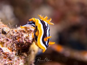 Eine wunderschöne Prachtsternschnecke kriecht über bewachsenes Riffsubstrat. Die Nacktschnecke zeigt ihre charakteristische schwarz-weiß gestreifte Körperfärbung mit leuchtend orange-gelben Kiemen und Rhinophoren, die wie kleine Blüten aus ihrem Rücken ragen.