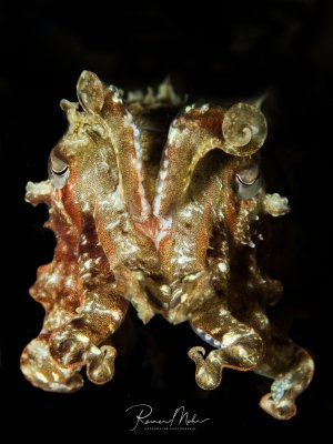 Frontale Nahaufnahme einer kleinen Sepia, die ihre faszinierenden Farbmuster und Hauttexturen zeigt. Die aufgerollten Tentakel und die ausdrucksstarken Augen sind eindrucksvoll festgehalten.