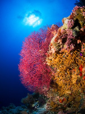 Eine farbenfrohe Riffszene mit prächtigen Weichkorallen in leuchtendem Rot und Gold, die an einer Riffwand wachsen. Die Sonnenstrahlen durchdringen das kristallklare, tiefblaue Wasser und schaffen eine dramatische Beleuchtung der bunten Korallenformation.