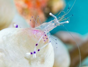 Eine transparente Putzergarnele mit charakteristischen violetten Punkten sitzt auf einer hellen Tentakel einer Anemone. Die Garnele zeigt ihre typischen langen Antennen und den durchsichtigen Körper mit den markanten Farbakzenten.
