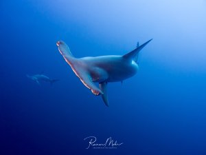 Ein majestätischer Bogenstirn-Hammerhai gleitet elegant durch das tiefblaue Wasser, während im Hintergrund weitere Haie sichtbar sind. Die charakteristischen ausgebreiteten Brustflossen und das stromlinienförmige Design des Tieres sind perfekt in Szene gesetzt.