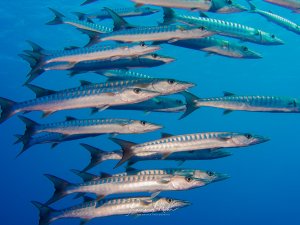 Ein eindrucksvoller Schwarm von Barakudas schwimmt synchron durch das tiefblaue Wasser. Die silbrigen Raubfische mit ihren charakteristischen spitzen Köpfen und kräftigen Kiefern zeigen ihre typische Schwarmformation im offenen Wasser.