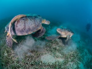 Zwei Grüne Meeresschildkröten beim Grasen auf einer Seegraswiese, wobei sie Sand und Sediment aufwirbeln. Die größere Schildkröte im Vordergrund und eine kleinere im Hintergrund zeigen typisches Fressverhalten in ihrem natürlichen Lebensraum.