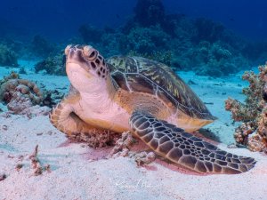 Eine Grüne Meeresschildkröte ruht auf dem Sandgrund neben vereinzelten Korallen und blickt gelassen nach oben.