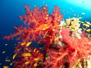 Eine prächtige Riffszene mit leuchtend roten und rosa Weichkorallen, die von zahlreichen gelben Riffbarschen umgeben sind. Die Korallen zeigen ihre charakteristische weiche, verzweigte Struktur und schaffen zusammen mit den lebhaft gefärbten Fischen ein farbenfrohes Riffsystem vor tiefblauem Wasser.