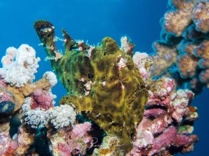 Ein perfekt getarnter grüner Anglerfisch dominiert die bunte Riffszene, umgeben von verschiedenen Korallen in rosa, weißen und bräunlichen Farbtönen.
