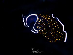 Ein leuchtender Sternenhimmel-Plattwurm schwimmt elegant durch das dunkle Wasser und zeigt seine charakteristischen wellenförmigen Körperbewegungen. Die orange-gelben Punkte auf dem dunklen Körper und der leuchtend weiße Rand machen diesen Nachttauchgang zu einem spektakulären Anblick.