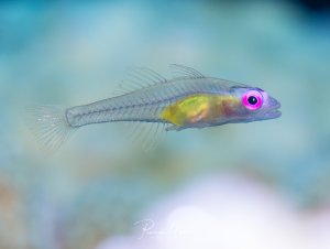 Ein transparenter Rosa-Augen-Grundel schwimmt im freien Wasser, bei dem die inneren Organe und das Skelett deutlich durch den durchsichtigen Körper zu erkennen sind. Besonders auffällig ist das leuchtend pinke Auge und der gelblich gefärbte Körperbereich im vorderen Teil des Fisches.