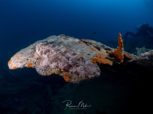 Ein Krokodilfisch (Papilloculiceps longiceps) liegt gut getarnt auf dem bewachsenen Wrack. Im Hintergrund schwebt ein Taucher, orangefarbene Schwämme bedecken das Wrack.
