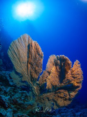 Majestätische Gorgonien (Fächerkorallen) ragen elegant vom Riff auf und werden von der Sonne im tiefen Blau des Meeres beleuchtet. Die großen, fächerförmigen Weichkorallen zeigen ihre charakteristische netzartige Struktur in warmen Orange- und Brauntönen.