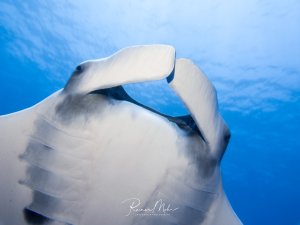Ein Mantarochen gleitet elegant durch das blaue Wasser, wobei die charakteristischen Kopfflossen und die majestätische Unterseite mit den markanten Kiemenspalten deutlich zu sehen sind. Die Aufnahme zeigt das Tier in einer dynamischen Pose vor dem strahlend blauen Hintergrund des offenen Ozeans.