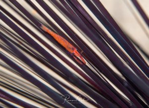 Eine kleine orangeroter Garnele versteckt sich zwischen den langen, dunklen Stacheln eines Seeigels. Das Tier nutzt die Stacheln als Schutz und Versteck, wobei seine leuchtend orange Färbung einen schönen Kontrast zu den dunklen Stacheln bildet.