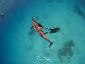Ein Freitaucher fotografiert einen Spinnerdelfin (Stenella longirostris) im kristallklaren Wasser von oben. Die Begegnung zeigt die Neugier des Delfins gegenüber dem Menschen.